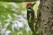 2-Pic mar | Dendrocoptes medius | Middle Spotted Woodpecker